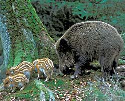 Журнал «Вокруг Света» №01 за 2007 год - TAG_img_cmn_2007_03_07_029_jpg961428