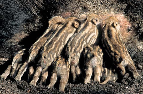 Журнал «Вокруг Света» №01 за 2007 год - TAG_img_cmn_2007_03_07_032_jpg527702