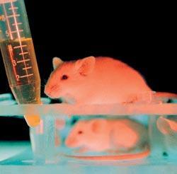 Журнал «Вокруг Света» №01 за 2009 год - TAG_img_cmn_2009_03_20_026_jpg10689