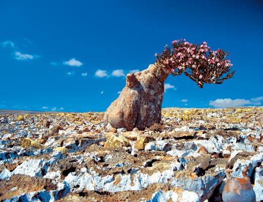 Журнал «Вокруг Света» №02 за 2006 год - TAG_img_cmn_2007_01_07_017_jpg770507