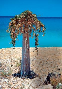 Журнал «Вокруг Света» №02 за 2006 год - TAG_img_cmn_2007_01_07_019_jpg353510