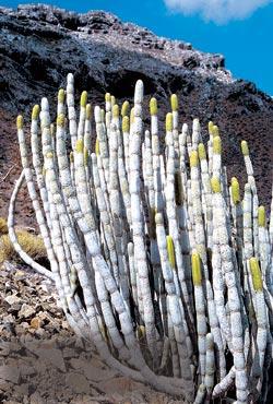 Журнал «Вокруг Света» №02 за 2006 год - TAG_img_cmn_2007_01_07_020_jpg252843