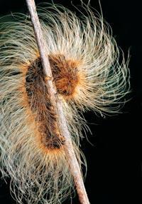 Журнал «Вокруг Света» №02 за 2010 год - TAG_img_cmn_2010_03_25_031_jpg154616