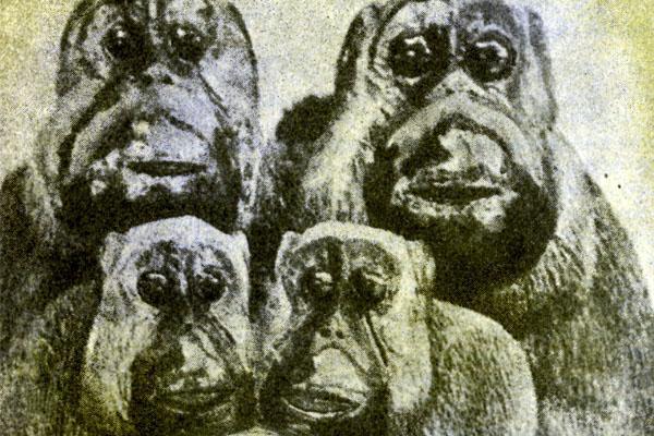 Журнал «Вокруг Света» №03 за 1973 год - TAG_img_cmn_2007_07_20_015_jpg795375