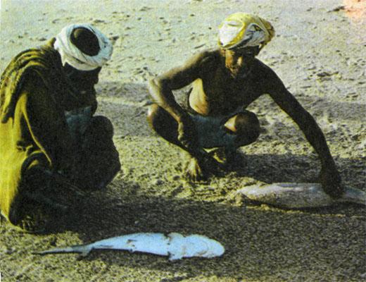 Журнал «Вокруг Света» №03 за 1985 год - TAG_img_cmn_2007_03_18_006_jpg193103