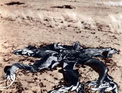 Журнал «Вокруг Света» №03 за 1987 год - TAG_img_cmn_2007_04_11_018_jpg373539