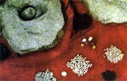 Журнал «Вокруг Света» №03 за 1987 год - TAG_img_cmn_2007_04_11_031_jpg829580