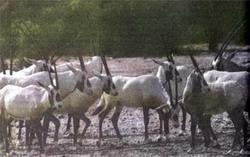 Журнал «Вокруг Света» №03 за 1987 год - TAG_img_cmn_2007_04_11_032_jpg808412