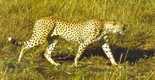 Журнал «Вокруг Света» №03 за 1997 год - TAG_img_cmn_2006_09_18_028_jpg463944