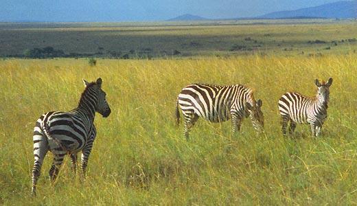 Журнал «Вокруг Света» №03 за 1997 год - TAG_img_cmn_2006_09_18_033_jpg361313