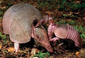 Журнал «Вокруг Света» №03 за 2008 год - TAG_img_cmn_2008_03_24_011_jpg231839