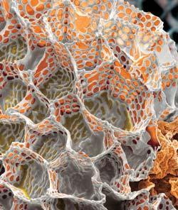 Журнал «Вокруг Света» №03 за 2009 год - TAG_img_cmn_2009_05_20_004_jpg538861