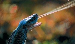 Журнал «Вокруг Света» №03 за 2010 год - TAG_img_cmn_2010_05_18_015_jpg885513