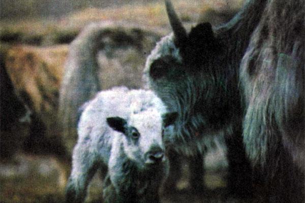 Журнал «Вокруг Света» №04 за 1979 год - TAG_img_cmn_2007_10_02_036_jpg134994