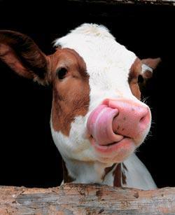 Журнал «Вокруг Света» №04 за 2006 год - TAG_img_cmn_2007_02_10_035_jpg355116