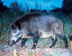 Журнал «Вокруг Света» №04 за 2006 год - TAG_img_cmn_2007_02_10_046_jpg572572