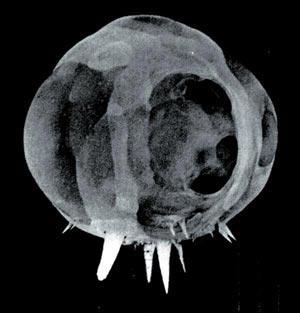 Журнал «Вокруг Света» №04 за 2008 год - TAG_img_cmn_2008_04_09_035_jpg530493