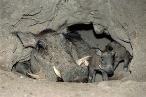 Журнал «Вокруг Света» №04 за 2008 год - TAG_img_cmn_2008_04_14_028_jpg928522