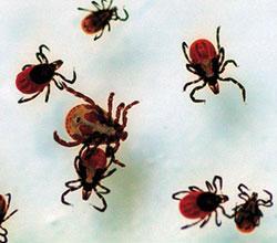 Журнал «Вокруг Света» №04 за 2008 год - TAG_img_cmn_2008_04_25_008_jpg108549