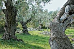 Журнал «Вокруг Света» №04 за 2009 год - TAG_img_cmn_2009_06_22_023_jpg928787