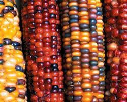 Журнал «Вокруг Света» №04 за 2009 год - TAG_img_cmn_2009_06_23_003_jpg85709