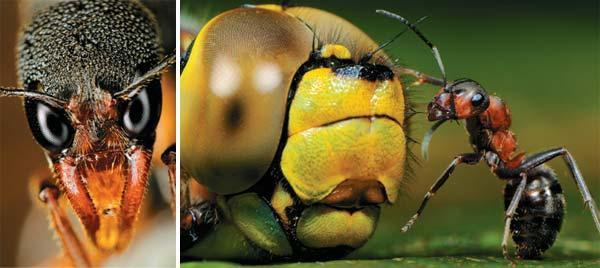 Журнал «Вокруг Света» №04 за 2009 год - TAG_img_cmn_2009_06_23_004_jpg371624