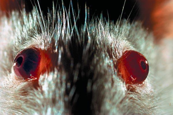 Журнал «Вокруг Света» №04 за 2010 год - TAG_img_cmn_2010_05_31_002_jpg285962