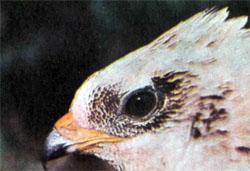 Журнал «Вокруг Света» №05 за 1979 год - TAG_img_cmn_2007_10_03_046_jpg838261