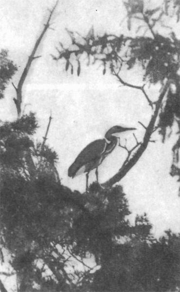 Журнал «Вокруг Света» №05 за 1985 год - TAG_img_cmn_2007_03_21_019_jpg254768