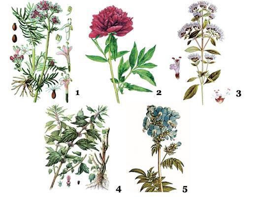 Журнал «Вокруг Света» №05 за 2006 год - TAG_img_cmn_2007_02_12_037_jpg866475