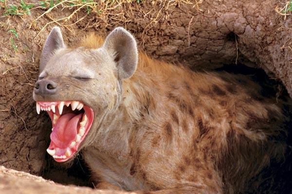 Журнал «Вокруг Света» №05 за 2007 год - TAG_img_cmn_2007_05_03_065_jpg47622