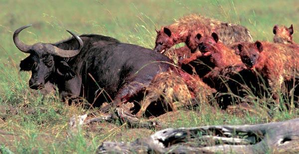 Журнал «Вокруг Света» №05 за 2007 год - TAG_img_cmn_2007_05_03_068_jpg314247