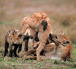 Журнал «Вокруг Света» №05 за 2007 год - TAG_img_cmn_2007_05_03_069_jpg821203