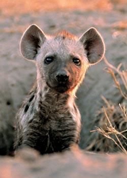 Журнал «Вокруг Света» №05 за 2007 год - TAG_img_cmn_2007_05_03_070_jpg388935