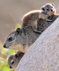 Журнал «Вокруг Света» №05 за 2008 год - TAG_img_cmn_2008_05_08_009_jpg575802