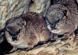 Журнал «Вокруг Света» №05 за 2008 год - TAG_img_cmn_2008_05_08_011_jpg702465