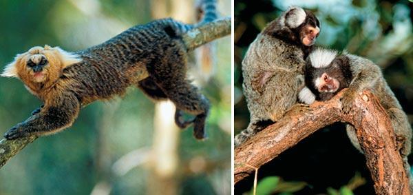 Журнал «Вокруг Света» №05 за 2009 год - TAG_img_cmn_2009_07_23_005_jpg762341