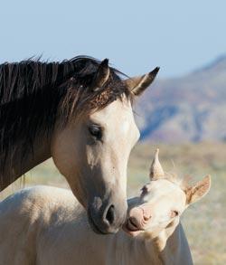 Журнал «Вокруг Света» №05 за 2010 год - TAG_img_cmn_2010_07_20_021_jpg208275