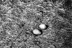 Журнал «Вокруг Света» №06 за 1973 год - TAG_img_cmn_2007_07_21_023_jpg134179