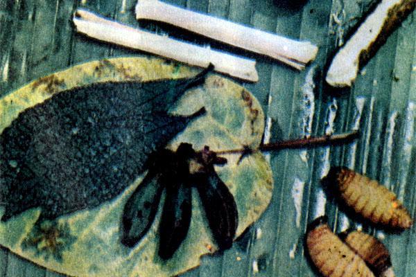 Журнал «Вокруг Света» №06 за 1973 год - TAG_img_cmn_2007_07_22_004_jpg320382