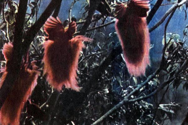 Журнал «Вокруг Света» №06 за 1978 год - TAG_img_cmn_2007_10_14_030_jpg26439