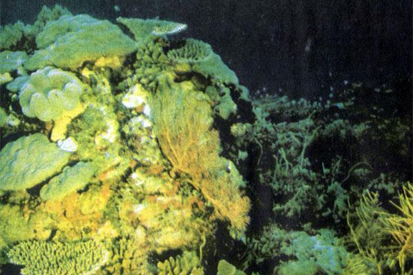 Журнал «Вокруг Света» №06 за 1979 год - TAG_img_cmn_2007_10_06_007_jpg25205