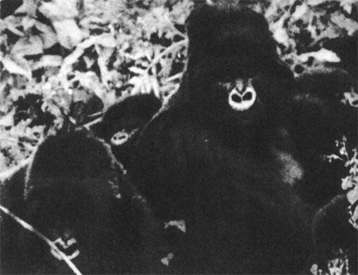 Журнал «Вокруг Света» №06 за 1985 год - TAG_img_cmn_2007_03_22_038_jpg487272