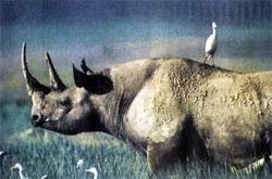 Журнал «Вокруг Света» №06 за 1987 год - TAG_img_cmn_2007_04_17_022_jpg736032