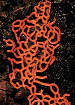 Журнал «Вокруг Света» №06 за 2006 год - TAG_img_cmn_2007_02_15_023_jpg364374