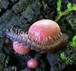 Журнал «Вокруг Света» №06 за 2006 год - TAG_img_cmn_2007_02_15_027_jpg460157