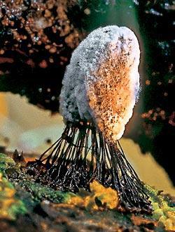 Журнал «Вокруг Света» №06 за 2006 год - TAG_img_cmn_2007_02_15_029_jpg175561