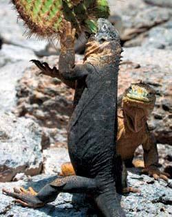 Журнал «Вокруг Света» №06 за 2007 год - TAG_img_cmn_2007_05_04_071_jpg648960