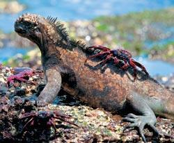 Журнал «Вокруг Света» №06 за 2007 год - TAG_img_cmn_2007_05_04_073_jpg840213