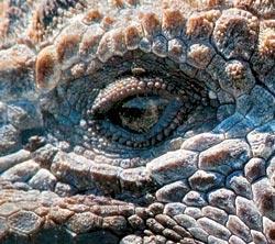 Журнал «Вокруг Света» №06 за 2007 год - TAG_img_cmn_2007_05_04_074_jpg617151